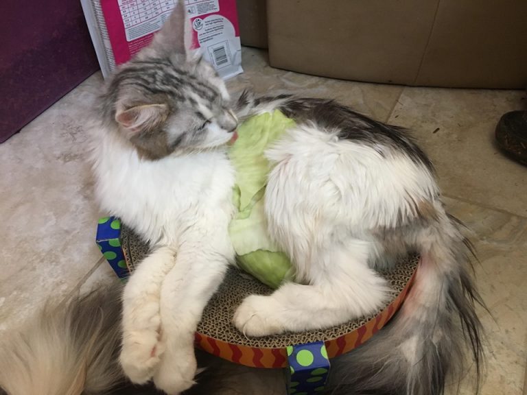 The Magical Cabbage Leaf RagaMuffin Cat Fanciers