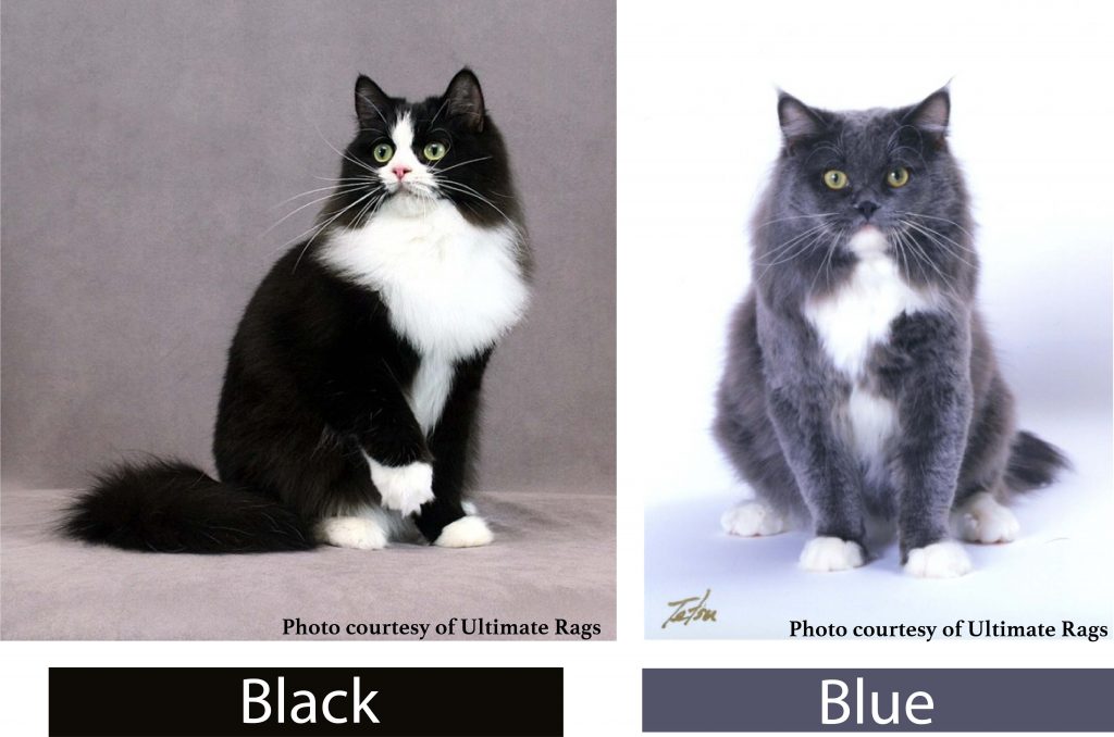Dilute or Dense? RagaMuffin Cat Fanciers