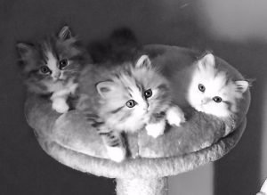 Ragamuffin kittens