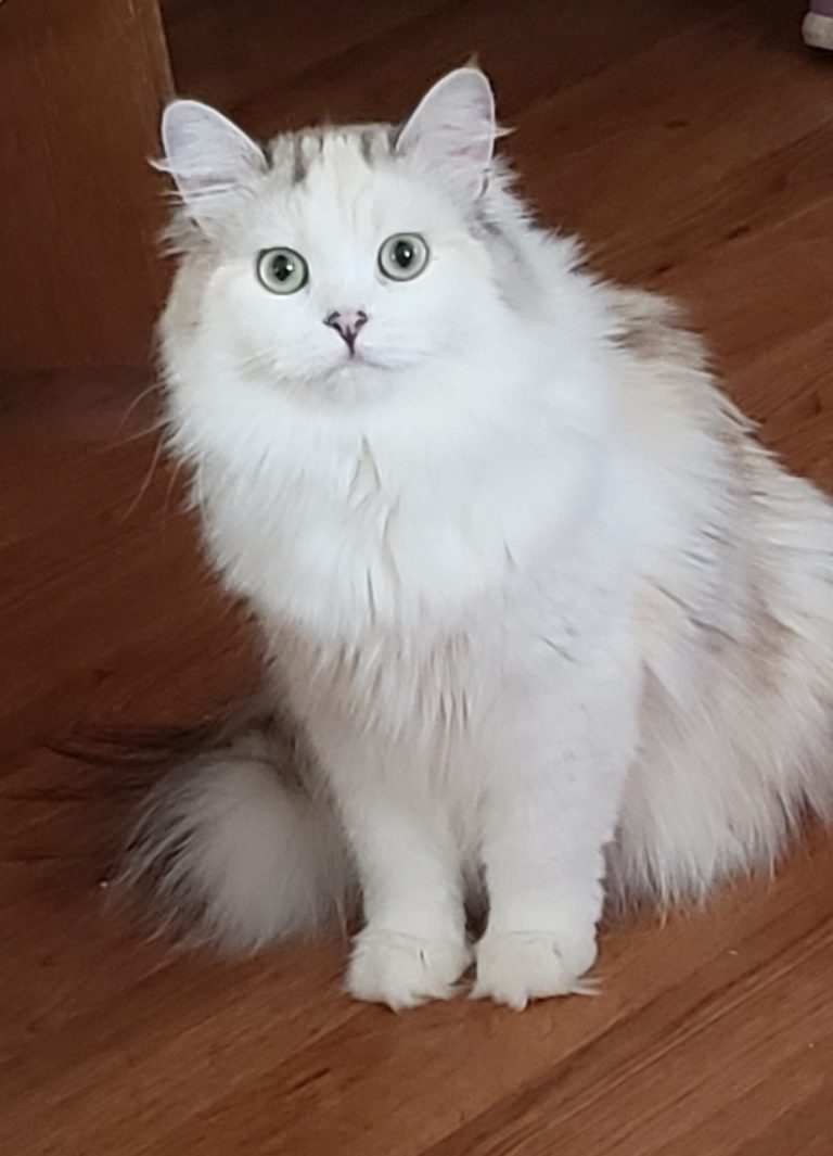 Healthy RagaMuffin Cats RagaMuffin Cat Fanciers