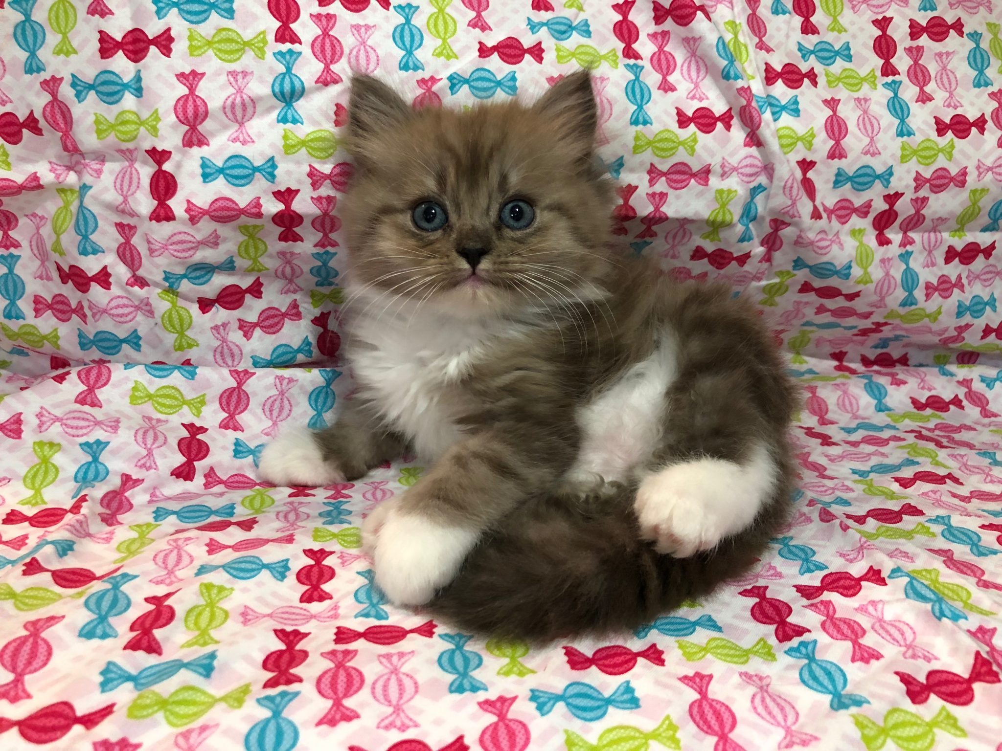 Registering RagaMuffins in CFA RagaMuffin Cat Fanciers