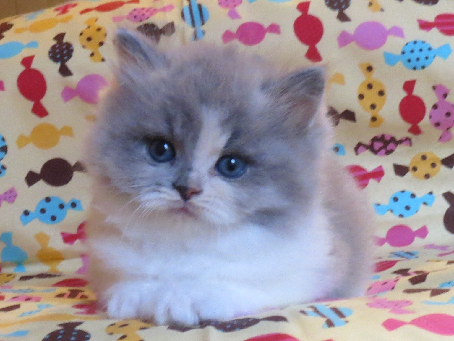 RagaMuffin kitten spay/neuter | RagaMuffin Cat Fanciers